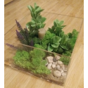 Cutie plexiglass cu licheni